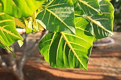 3D游戏《A Porn Story》上架Steam 开工作室拍激情片